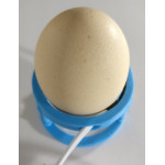 Вимірювач температури шкаралупи яйця ITS-1.